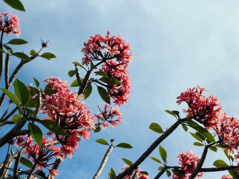 Lelo Sona 2 Cruise In-Depth Review